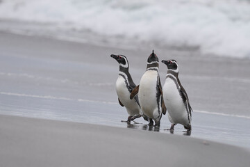 Group of Magellanic Penguin (Spheniscus magellanicus) return from a stormy sea on the coast of Sea...