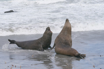 Naklejka premium Dominant male Southern Elephant Seal (Mirounga leonina) fights with a rival for control of a large harem of females during the breeding season on Sea Lion Island in the Falkland Islands. 