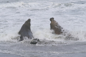 Dominant male Southern Elephant Seal (Mirounga leonina) fights with a rival for control of a large...