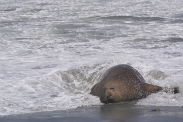 Dominant male Southern Elephant Seal (Mirounga leonina) fights with a rival for control of a large...