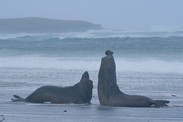Dominant male Southern Elephant Seal (Mirounga leonina) fights with a rival for control of a large...