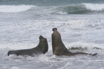 Dominant male Southern Elephant Seal (Mirounga leonina) fights with a rival for control of a large...