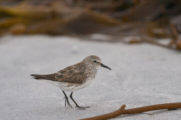 White-rumped Sandpiper (Calidris fuscicollis) searching for food amongst freshly washed up sea weed...