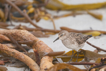 White-rumped Sandpiper (Calidris fuscicollis) searching for food amongst freshly washed up sea weed...