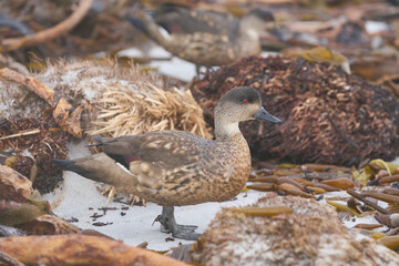 White-rumped Sandpiper (Calidris fuscicollis) searching for food amongst freshly washed up sea weed along the coast of Sea Lion Island in the Falkland Islands