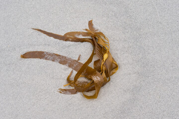 Kelp washed up on a sandy beach on Sea Lion Island in the Falkland Islands