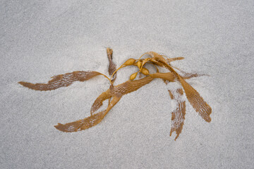 Kelp washed up on a sandy beach on Sea Lion Island in the Falkland Islands