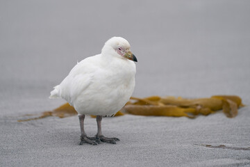Pale-faced Sheathbill (Chionis albus) walking along the coast of Sea Lion Island in the Falkland Islands.