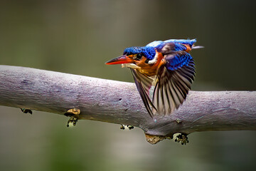 A vibrant Blue eared kingfisher