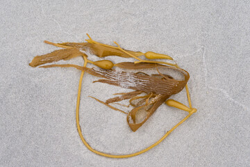 Kelp washed up on a sandy beach on Sea Lion Island in the Falkland Islands
