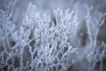 Hoarfrost-Covered Winter Plants in Close Detail