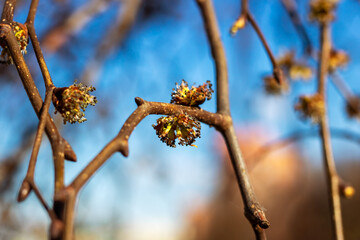 Here is a closeup image of a beautiful flower bud sitting on a tree branch