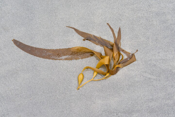 Kelp washed up on a sandy beach on Sea Lion Island in the Falkland Islands