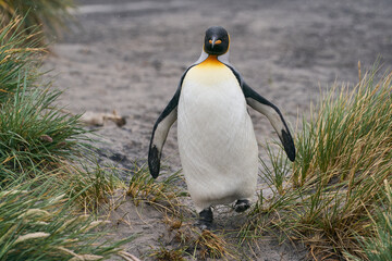 Fototapeta premium King Penguin (Aptenodytes patagonicus) walking along a beach with tussock grass on Sea Lion Island in the Falkland Islands.