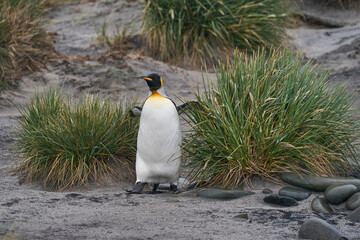 King Penguin (Aptenodytes patagonicus) walking along a beach with tussock grass on Sea Lion Island...