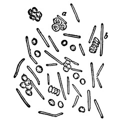 Colony of Anthrax Bacteria ⁠ 