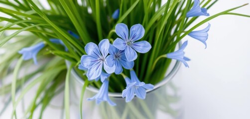 Delicate blue campanula blossoms in a glass vase, accented by vibrant green grass, color, vase