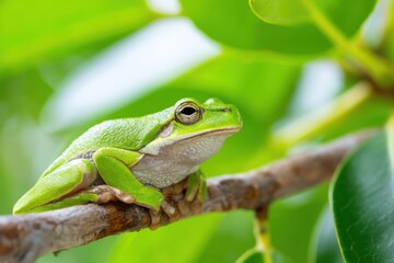 Obraz premium Green tree frog resting on a branch in lush foliage