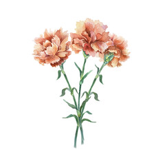 Red carnations bouquet. Hand drawn watercolor flowers illustration isolated on white. For Revolution Day, Remembrance Day, Victory Day, Independence Day greeting cards, invitations, posters, labels.