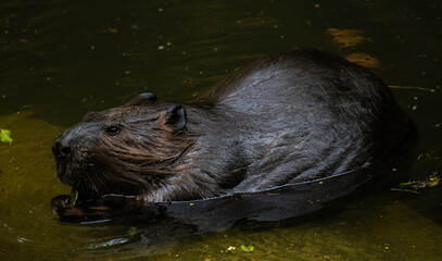 beaver in the water
