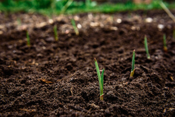 Woman farmer hands planting garlic bulbs in the soil.