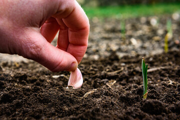 Woman farmer hands planting garlic bulbs in the soil.