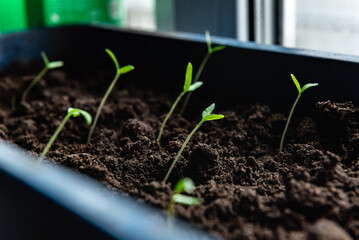 Growing tomato seedlings from seeds in box on window at home.