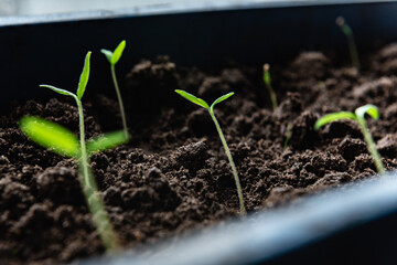 Growing tomato seedlings from seeds in box on window at home.