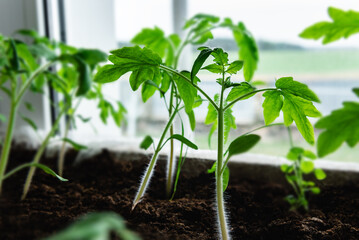 Growing tomato seedlings from seeds in box on window at home.