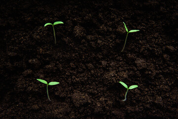 Growing tomato seedlings from seeds in box on window at home.