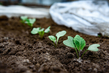 Growing cabbage seedlings under a covering film in early spring.