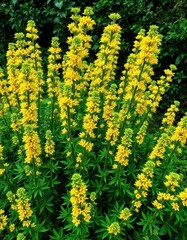 Obraz premium Bushy upright stems densely covered in vibrant green leaves and clusters of tiny yellow flowers, floral, botany, macro