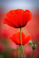 Fototapeta premium Crimson backdrop, single vibrant red poppy in bloom, single flower, scarlet, close-up