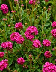 Obraz premium Dense clusters of vibrant pink wildflowers explode from lush green foliage, summer, background, beautiful