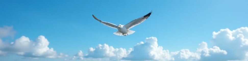 Fototapeta premium Soaring seagull flight above a clear blue sky with puffy white clouds, flight, movement, outdoors