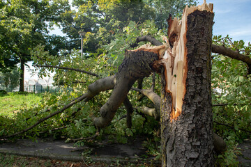 Downed trees, broken trunks from strong gusts of wind in the city, extensive weather damage, tornadoes and violent storms. Weather reports for destructive storms, torrential rains.