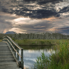 sunset at nature reserve Tallow Creek, eucalyptus trees in the Australian bush, Byron Bay, New South Wales, Australia
