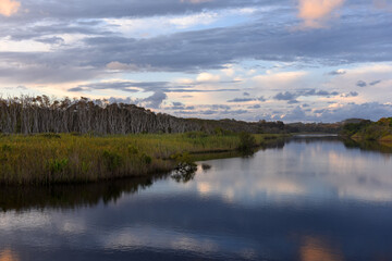 sunset at nature reserve Tallow Creek, eucalyptus trees in the Australian bush, Byron Bay, New South Wales, Australia
