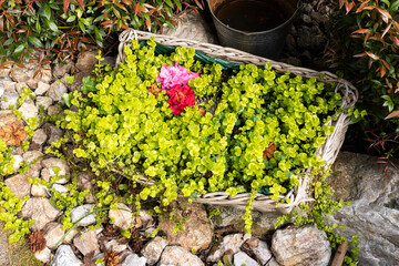Lysimachia nummularia aurea growing in a wicker basket and creeping over rocks