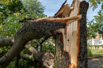 Downed trees, broken trunks from strong gusts of wind in the city, extensive weather damage, tornadoes and violent storms. Weather reports for destructive storms, torrential rains.