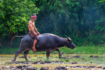 Farmers are riding buffaloes in the fields that are being prepared for planting.