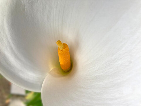 flor cala blanca Zantedeschia aethiopica cala de Etiop&iacute;a aro de Etiop&iacute;a lirio de agua cartucho alcatraz flor de pato  flor del jarro IMG_0883-as25