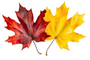 Fototapeta premium Two vibrant maple leaves, one crimson, one gold, on a transparent background. Autumn hues beautifully contrasted