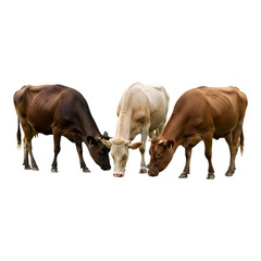 Herd of various cows standing together calmly