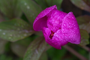 A close-up of a vivid pink peony bud covered in fresh raindrops, highlighting the delicate texture of the petals. The background is softly blurred with green leaves, creating a serene and natural scen