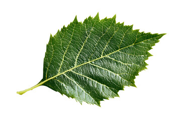 Fototapeta premium Single green leaf with serrated edges and clear veins isolated on a transparent background