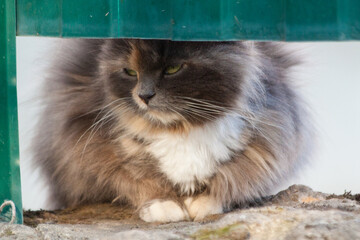 Obraz premium Beautiful small multi-colored fluffy long-haired domestic cat with green eyes sitting with her paws folded and dozing on a stone behind a green fence of a house hiding from everyone.