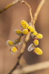 Beautiful brown long thin branches of a willow salix tree with fluffy yellow buds catkins in early spring in the park on a sunny warm day on the eve of the Christian church holiday of Bright Easter.