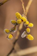 Beautiful brown long thin branches of a willow salix tree with fluffy yellow buds catkins in early spring in the park on a sunny warm day on the eve of the Christian church holiday of Bright Easter. © dolphinartin
