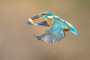 Common European Kingfisher Catching Fish